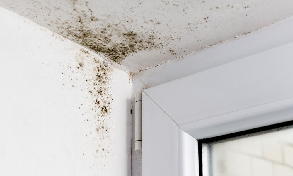 mold and mildew in your home